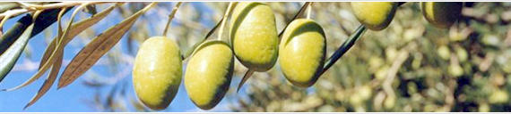 Timbo Organic Extra Virgin Olive Oil - ティンボ オーガニック エクストラ ヴァージン オリーブオイル